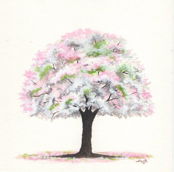 Cherry blossom