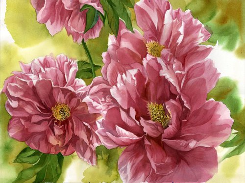 chinese tree peony by Alfred  Ng