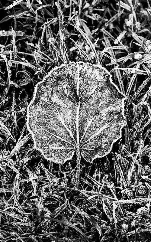 Frozen Leaf by Russ Witherington