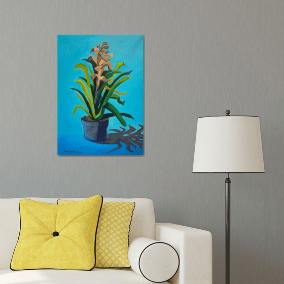 Bromeliad Plant