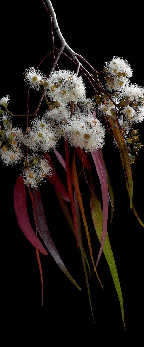 Eucalyptus Melliodora by Nadia Culph