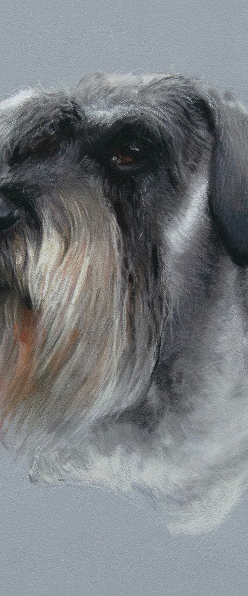 Schnauzer Portrait by Matt Foy