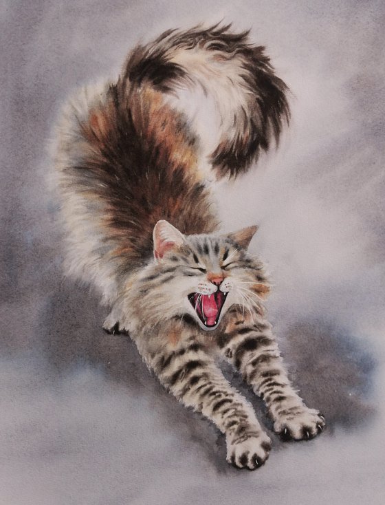 Fluffy Cat Stretching And Yawning - Siberian fluffy cat - norwegian forest cat