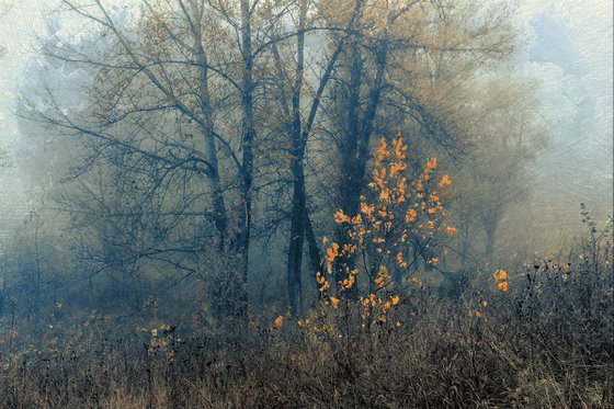 In the mist of autumn. Scene #1