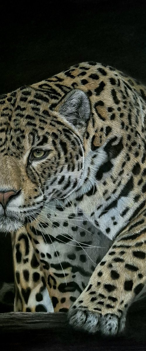 Jaguar portrait 'Out of shadows' by Silvia Frei