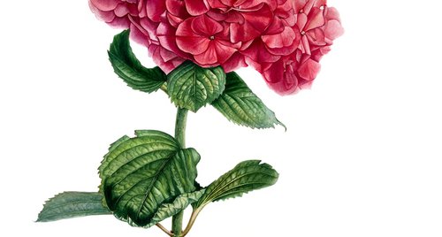 Artwork by Nataliia Kupchyk