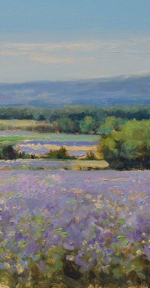 Lavander (Drôme Provencçale) by Pascal Giroud
