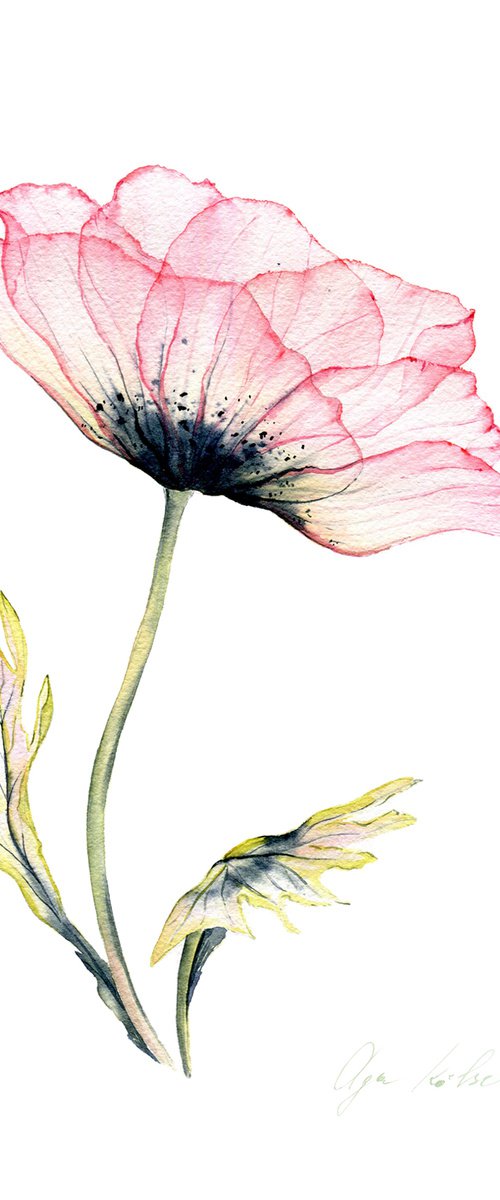 Transparent Anemone by Olga Koelsch