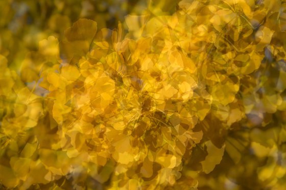 Gingko 4