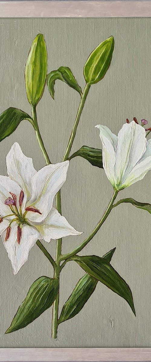 Oriental Lily Study 2 by Katia Bellini