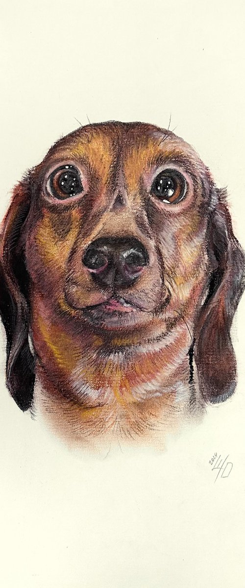 Funny Dachshund Portrait Adorable Pup by Julia Shilo