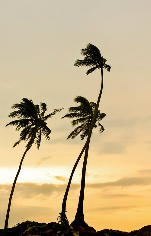 THOUGHTFUL PALMS 2. by Andrew Lever