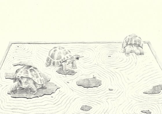 Giant Galapagos Tortoises