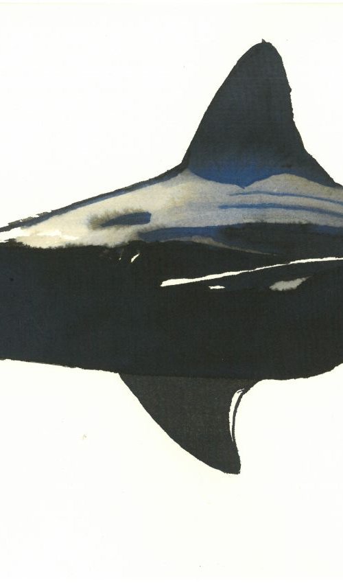 Shark I Animal Drawing by Ricardo Machado