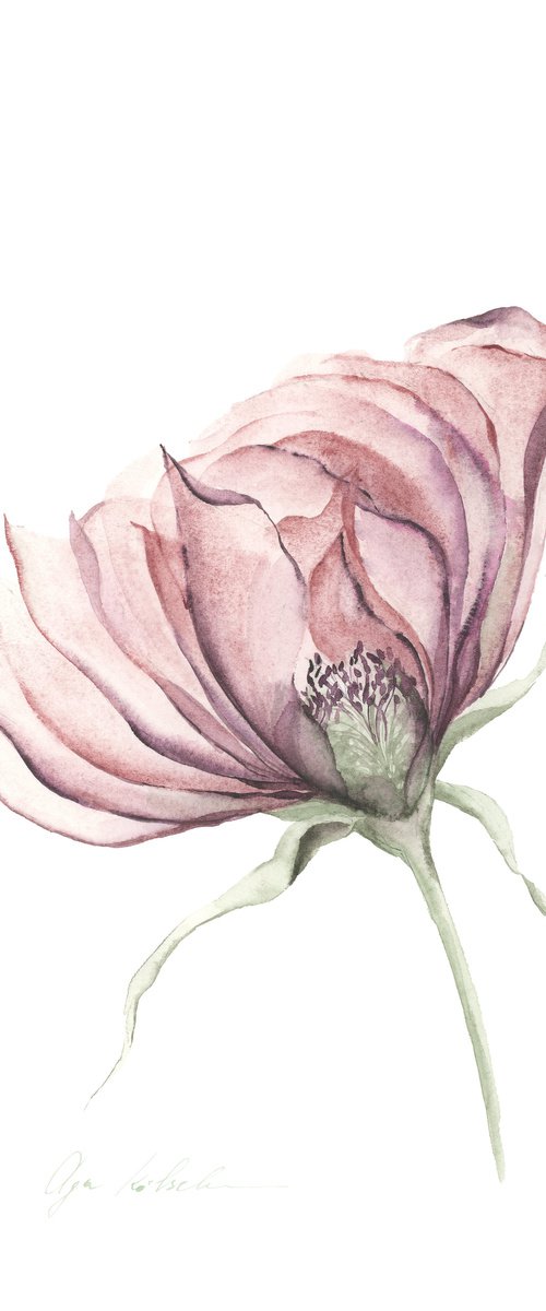 Dusty pink  Transparent Rose by Olga Koelsch