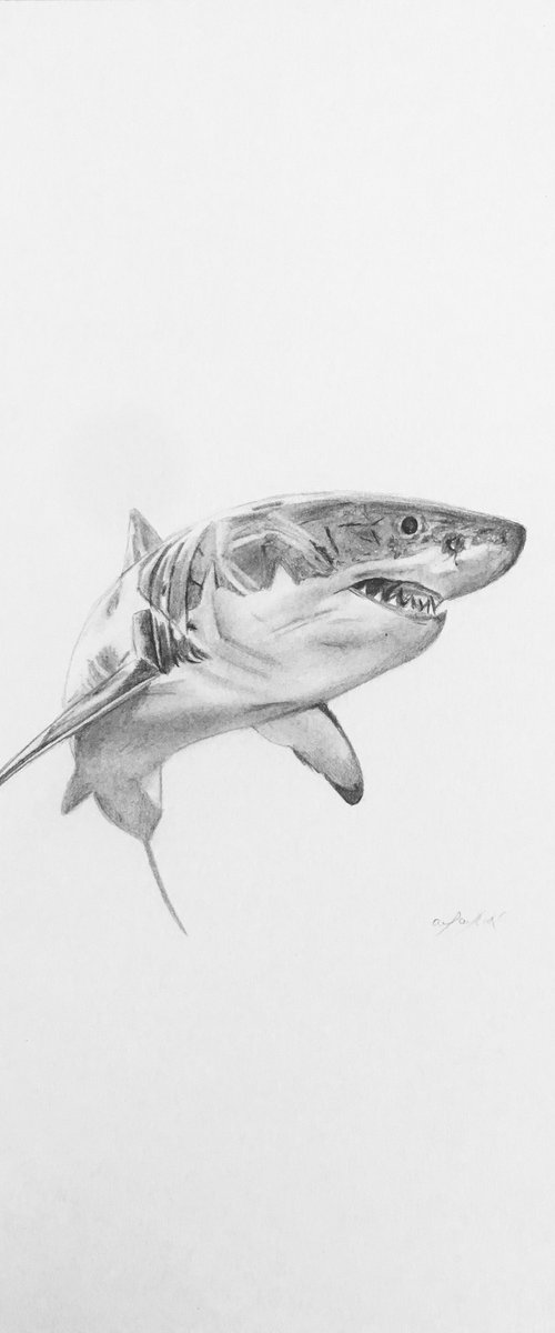 Great white shark by Amelia Taylor