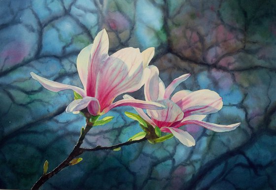 Blooming magnolia - Magnolia Blossoms - Beauty Of Spring - Pink Magnolias - Blooming Flower Magnolia - Springtime