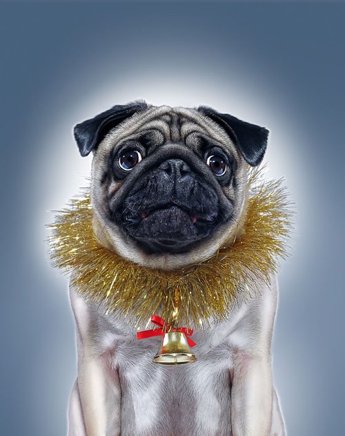 Puggy Christmas by Gandee Vasan