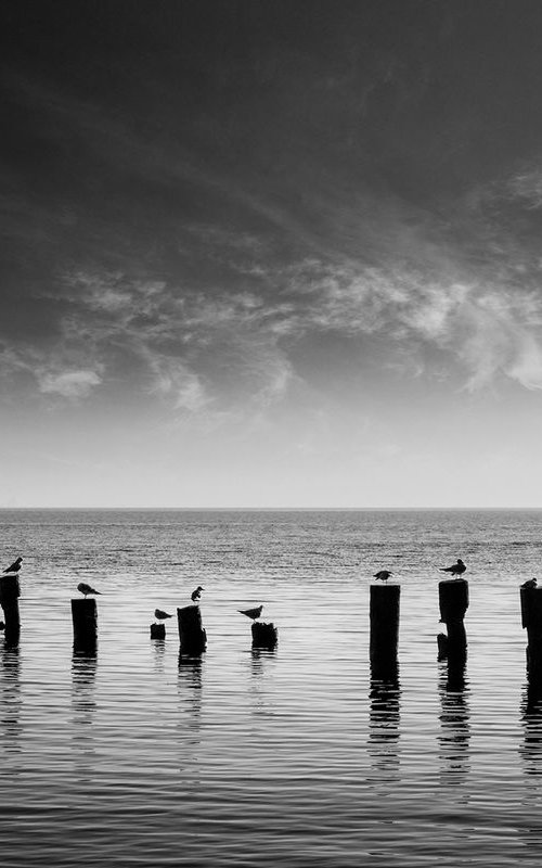 Seagulls waiting for the sunrise. by Valerix