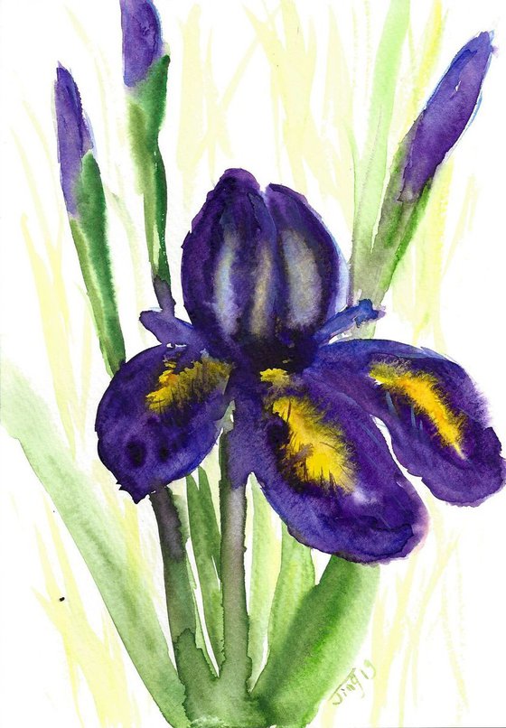 Purple Irises