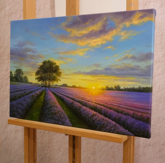 Lavender dreams