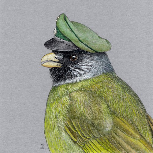 Collared Finchbill by Mikhail Vedernikov