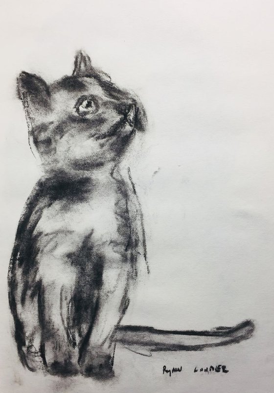 Drawing of Kitten