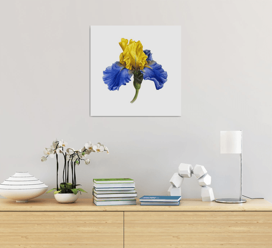 Iris blue and gold