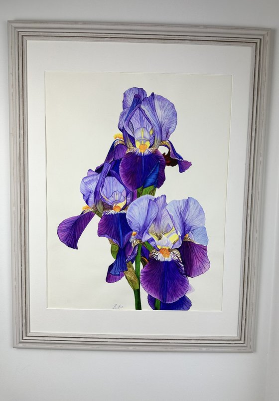 Purple Iris Original Watercolour Painting