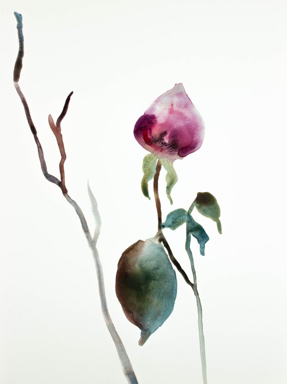 Rose Study No. 37