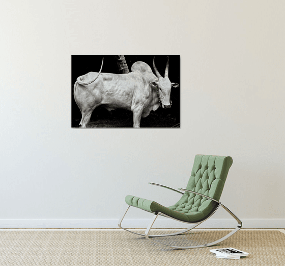 Brahminy Bull