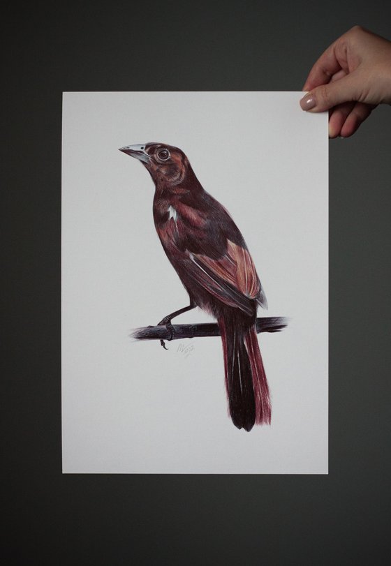 Birds Collection X
