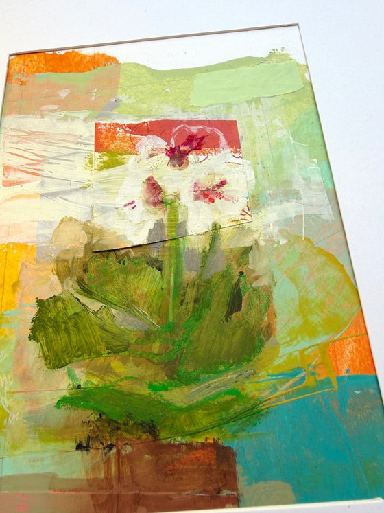 Geranium