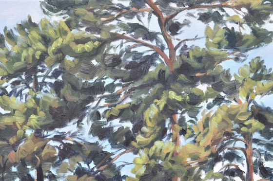 Summer light, Velay Mountains