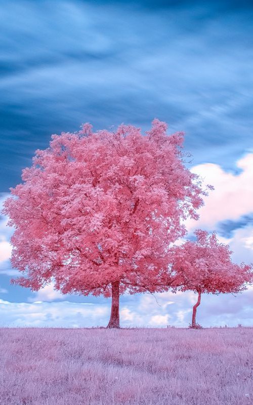 Two trees in infrared by Paul Nash