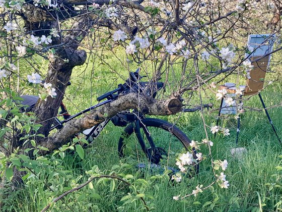 Blooming Apple Tree