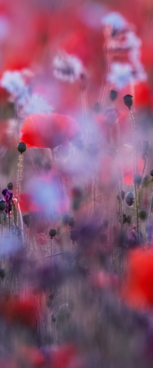 Poppies in blue by Paul Nash