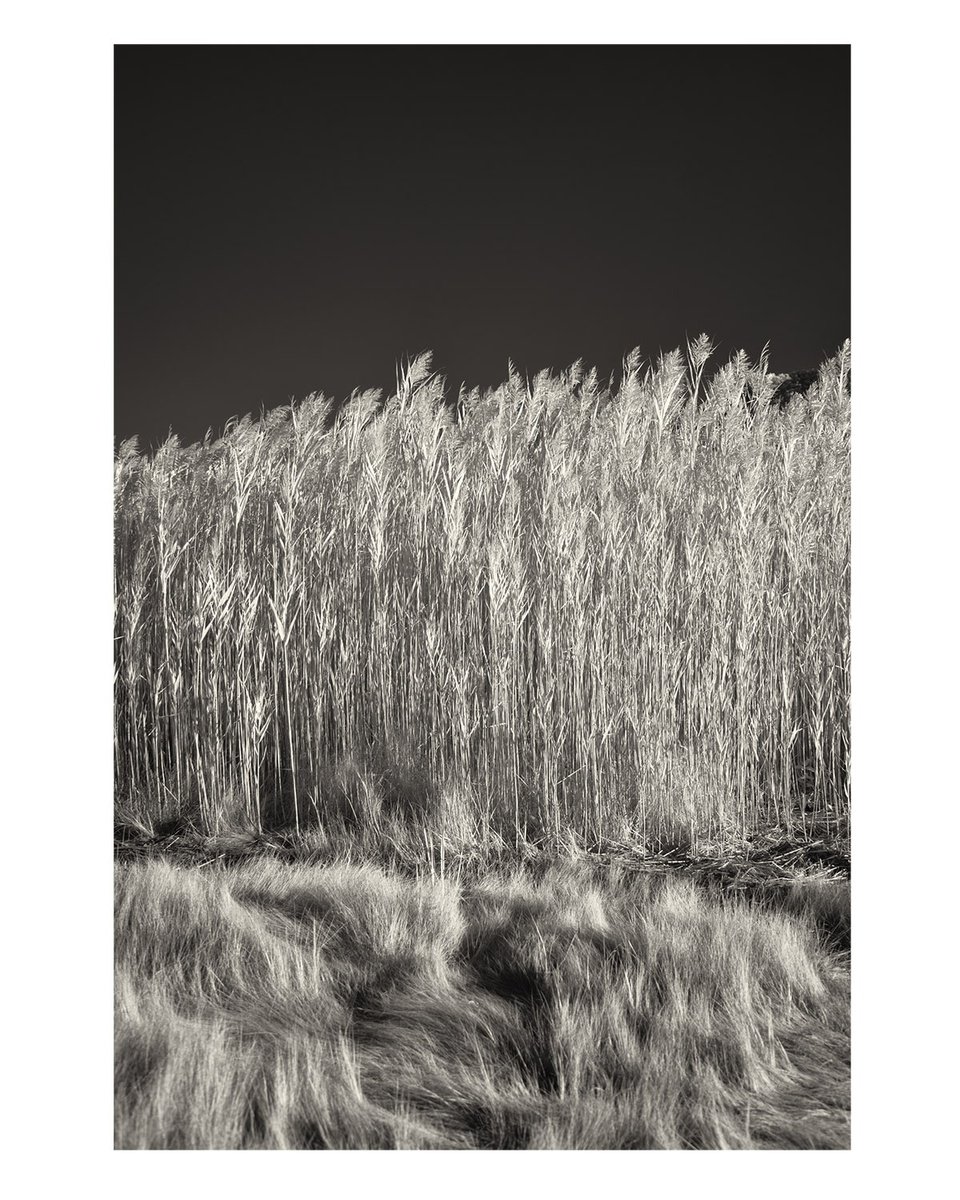 Photograph , Saltmeadow Cordgrass And Common Reed By Brooke T Ryan, 24 X 36, Artwork For Sale On Artfinder