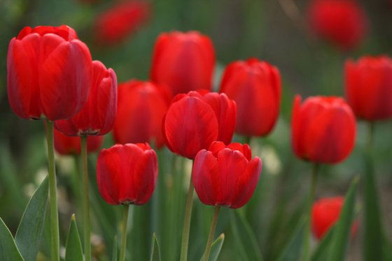 Red tulips