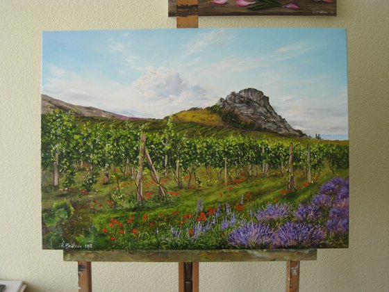 Vineyards and Lavender Fields