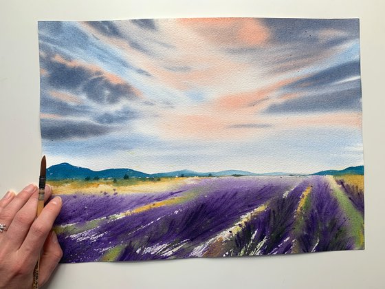 Lavender fields