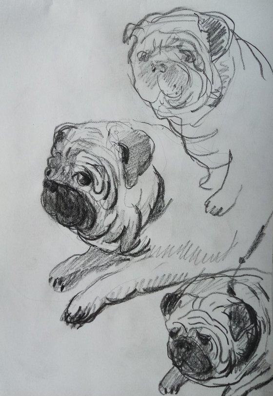 PUG's sketches