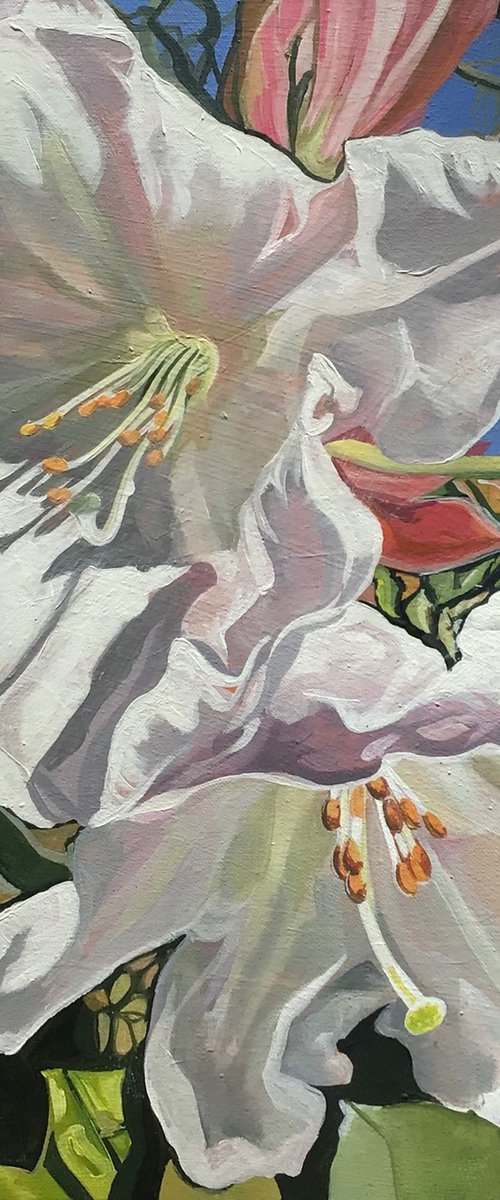 Rododendron Blossom by Joseph Lynch