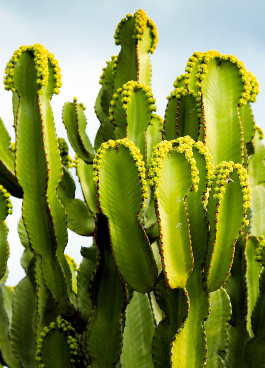 Photorealistic Botanical Photograph By Chiara Vignudelli, 12 X 18, Blooming Cactus, Original Artwork