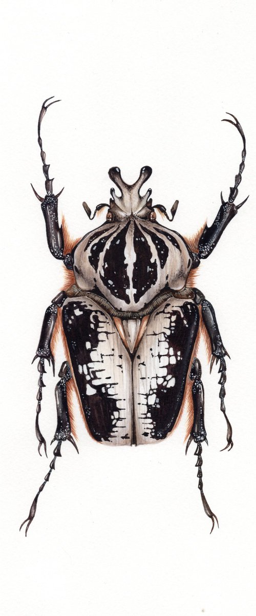 Goliathus regius, the Royal Goliath beetle, male by Katya Shiova