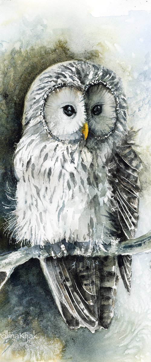 Ural Owl, wildlife, birds watercolours by Karolina Kijak
