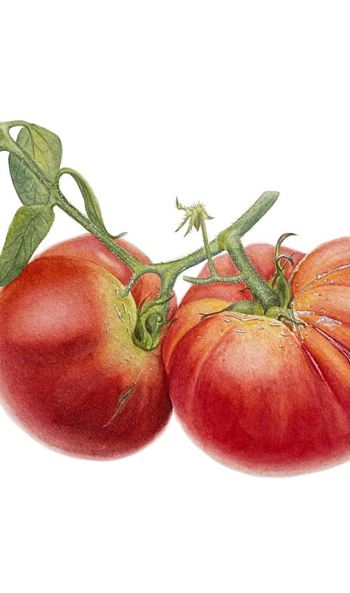 Tomatoes with a branch by Tina Shyfruk