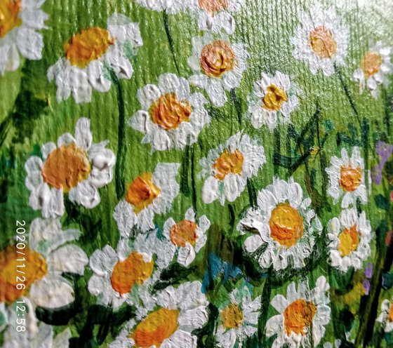 Daisies nodding in the breeze