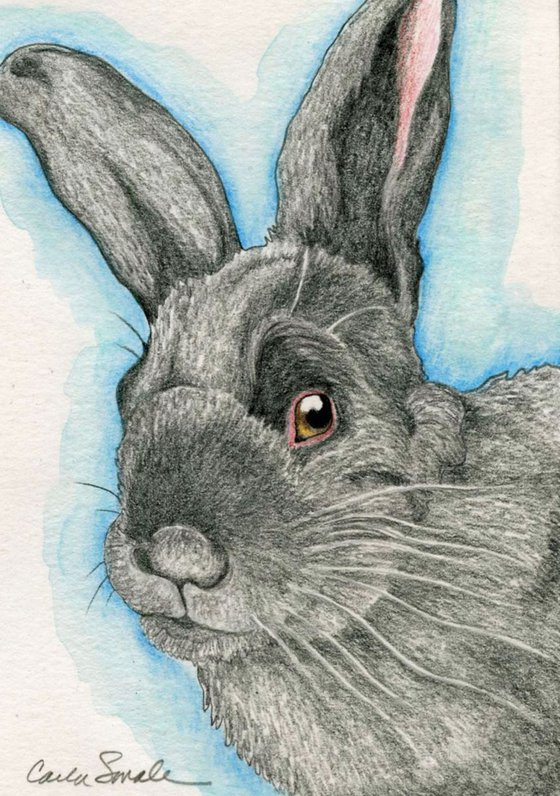 Black Bunny Rabbit Pet Art  Drawing 4 x 6 Inches-Carla Smale