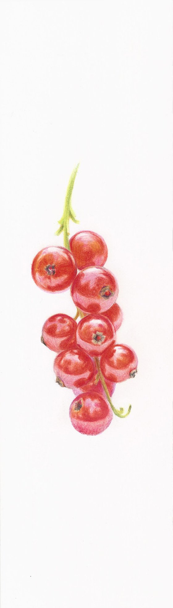 My Wild Berries as Bookmarks - The Red Currant